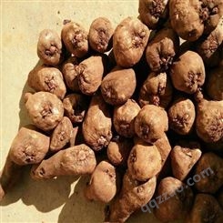 魔芋种植基地订购 魔芋 本土培育 技术成熟 国盛