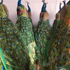 商场观赏孔雀标本定制出售长期供应各种颜色标本