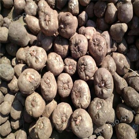 魔芋种植基地订购 魔芋 本土培育 技术成熟 国盛