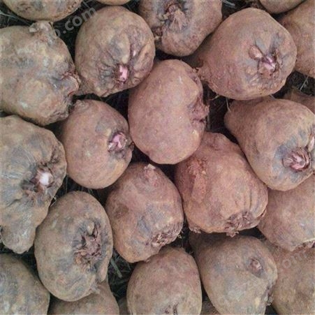 二代魔芋种子 种植基地出售 高成活 种籽 脱水消毒