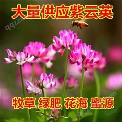 紫云英种子红花草养蜂蜜源高产绿肥牧草食用野菜种