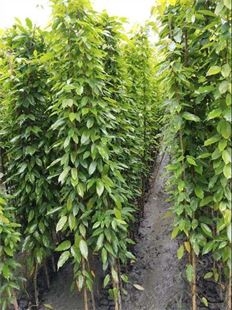 大量出售油麻藤紫藤花园爬藤爬墙藤状植物工程苗木绿化植物
