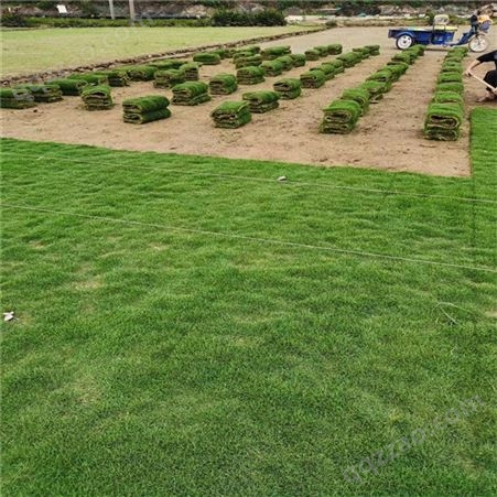 求购绿化草皮价格 广西绿化草皮基地 承接草坪绿化工程施工