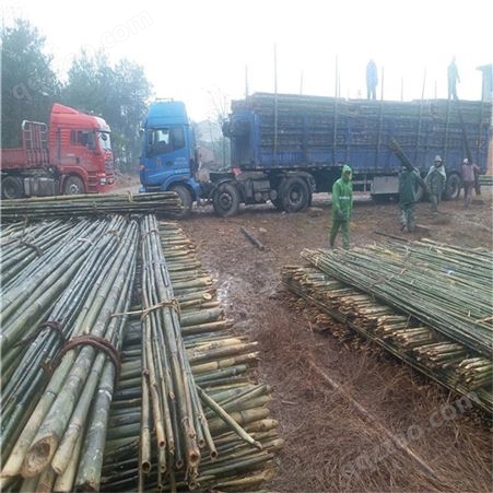 产地直销4米5米6米苦竹杆子 树木绑扶 果树支撑 园林工程用的竹竿
